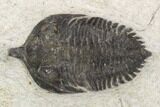 Bargain, Pseudocryphaeus Trilobite - Lghaft, morocco #126916-2